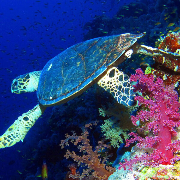 Hawksbill Sea Turtle